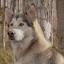 Mally Foxhound -- Alaskan Malamute X Foxhound anglais