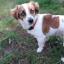 Hava-Jack -- Bichon havanais X Jack Russell Terrier