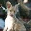 King Wheaten -- Cavalier King Charles Spaniel X Terrier irlandais à poil doux