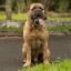 Bullmastiff brésilien