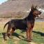 Chien rouge de Laizhou