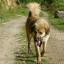 Chien de berger Vikhan