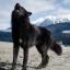 Chien de compagnie noble d'Alaska