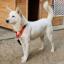 Pungsan dog