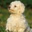 Chien de Tenerife