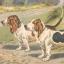 Basset d'Artois