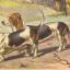 Basset normand