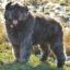 Bouvier des Moerman