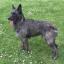 Bouvier des Roulers