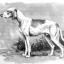 Chien Céris
