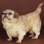 Chien Happa