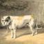 Chien de Larye