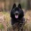 Chien Leauvenaar