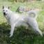 Chien d'élan suédois blanc