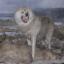 Loup de Taïmyr