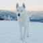 Husky blanc