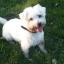 Wee-Chon -- West Highland White Terrier X Bichon à poil frisé