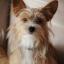 Yorkillon -- Yorkshire Terrier X Epagneul nain continental