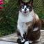 Snowshoe