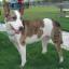 Aussietare -- Berger australien X Bull Terrier