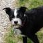 Brusston -- Griffon bruxellois X Terrier de Boston