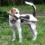 Crested Beagle -- Chien chinois à crête X Beagle
