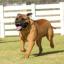 Miniatur-Bullmastiff