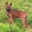 Chuandong-Hund