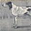 Saintonge-Laufhund