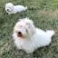 Coton von Réunion