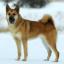 Hällefors Elchhund