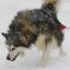 Mackenzie-River-Husky