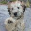 Aussie Wheaten -- Australische Schäferhund X Irischer Soft Coated Wheaten Terrier