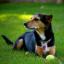 Meagle -- Zwergpinscher X Beagle