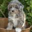 Miniature Aussiedoodle -- Miniatur Amerikanischer Schäferhund X Miniatur Pudel