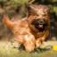 Liangshan Dog