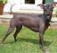 Manchurian Hairless Dog
