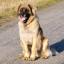 Durmitor Shepherd