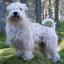 Salish Woolly Dog