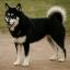 Sakhalin Husky