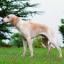 Montemboeuf Dog