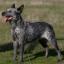 Timmon’s Biter Herding Dog