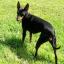 Toy Manchester Terrier