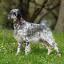English Setter