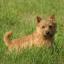 Cairn Terrier