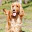 English Cocker Spaniel