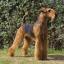 Airedale Terrier