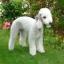 Bedlington Terrier