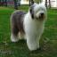 Old English Sheepdog (Bobtail)