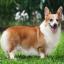 Welsh Corgi Pembroke